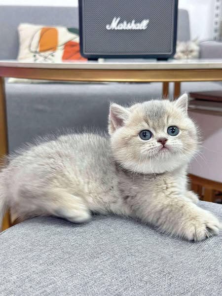 Munchkin