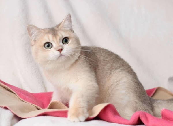 British Shorthair