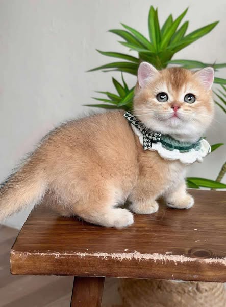 Munchkin
