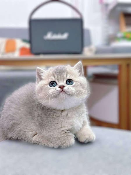 Munchkin