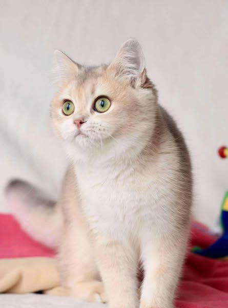 British Shorthair
