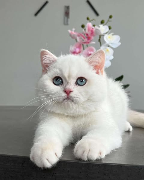 British Shorthair