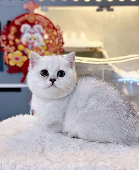 Munchkin