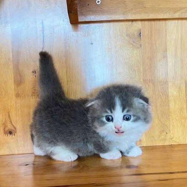 Munchkin Fold Longhair
