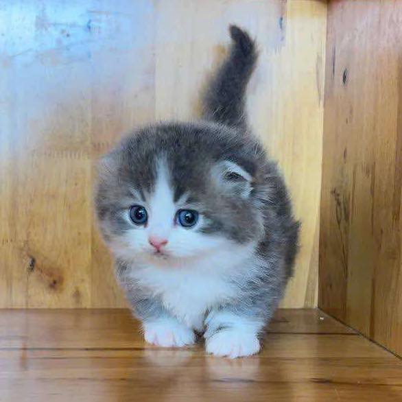 Munchkin Fold Longhair
