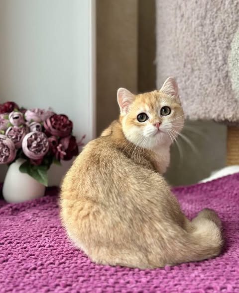 British Shorthair