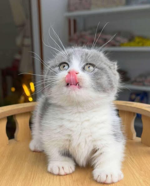Munchkin Fold