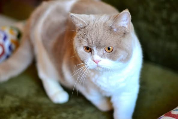 British Shorthair