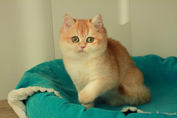 British Longhair