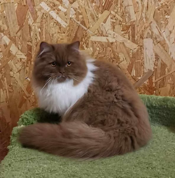 British Longhair
