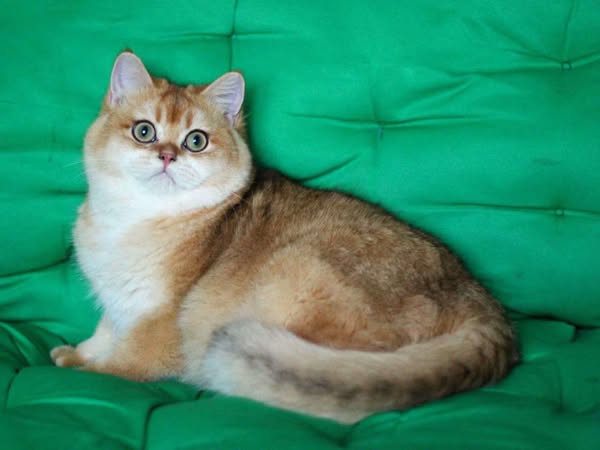 British Shorthair