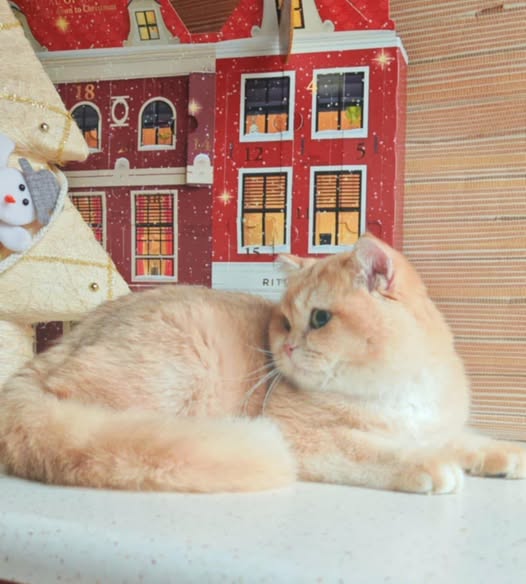 British Shorthair