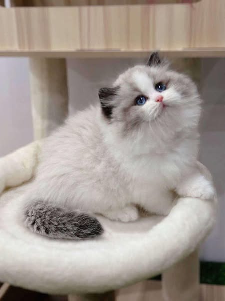 Ragdoll