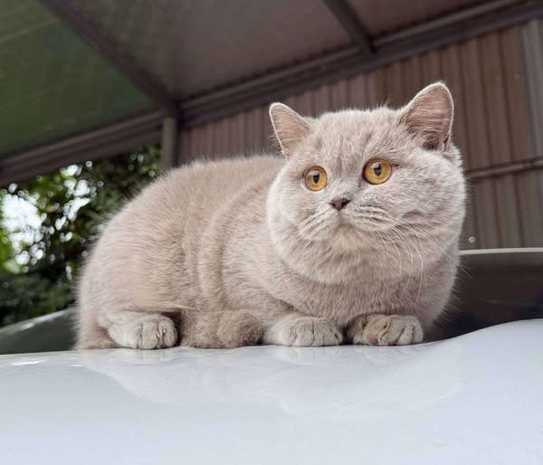 British Shorthair