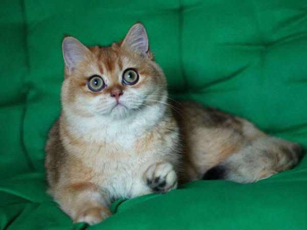British Shorthair