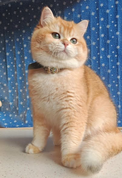 British Shorthair