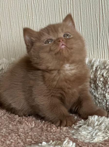 British Shorthair