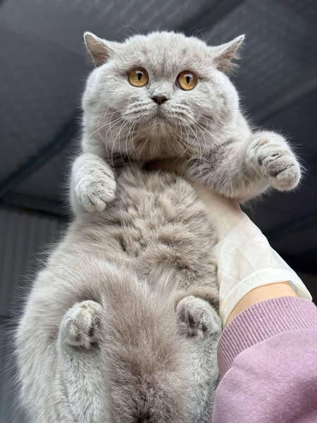 British Shorthair