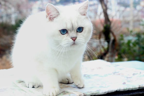 British Shorthair