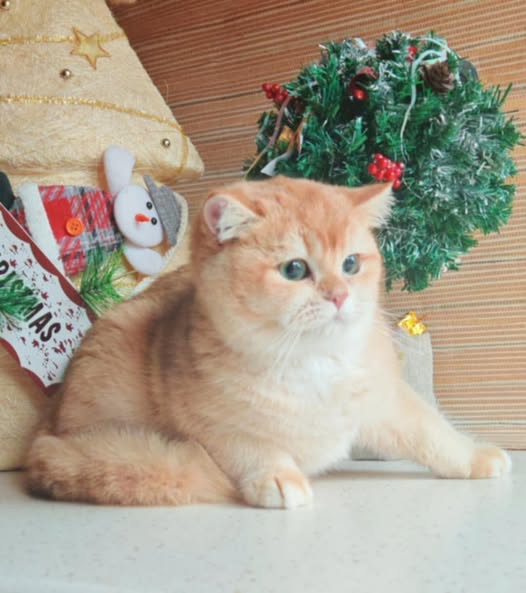 British Shorthair
