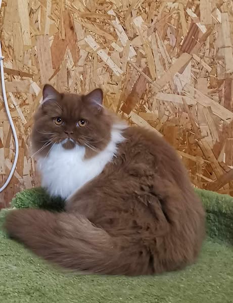 British Longhair