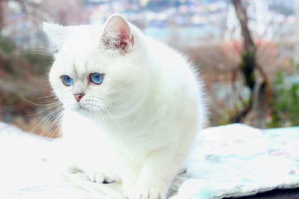 British Shorthair