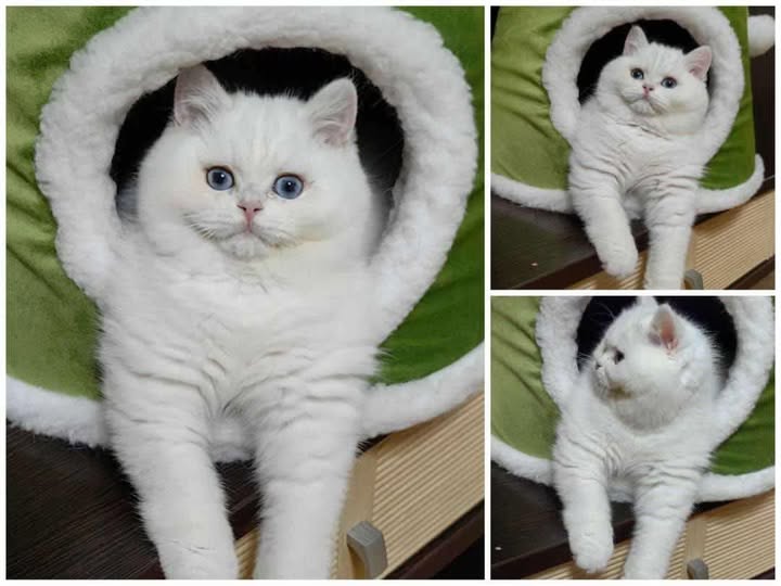 British Shorthair