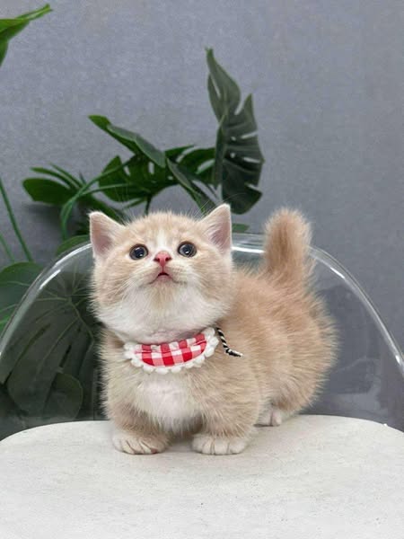 Munchkin