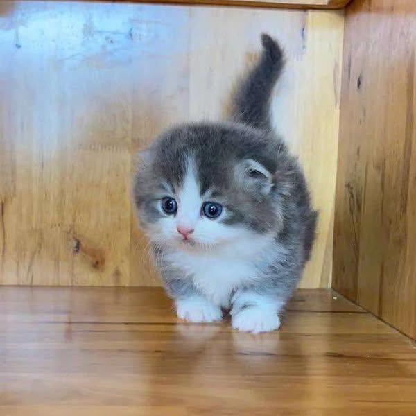 Munchkin Fold Longhair