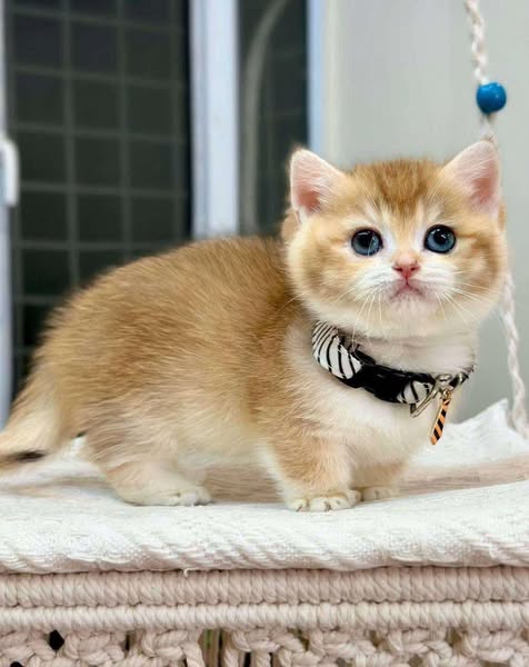 Munchkin