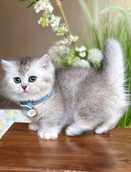 Munchkin
