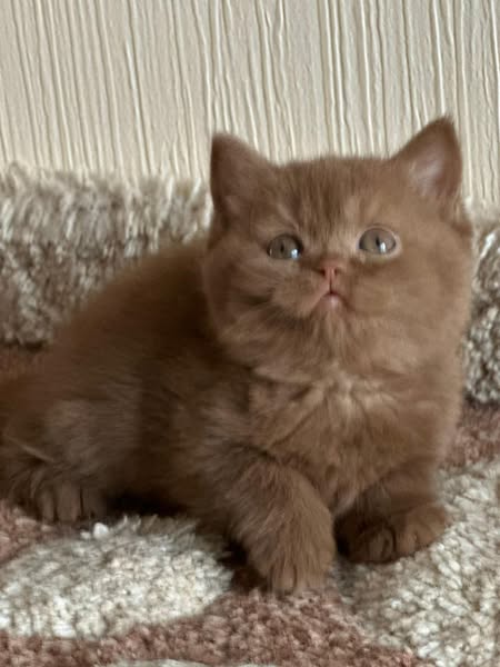British Shorthair