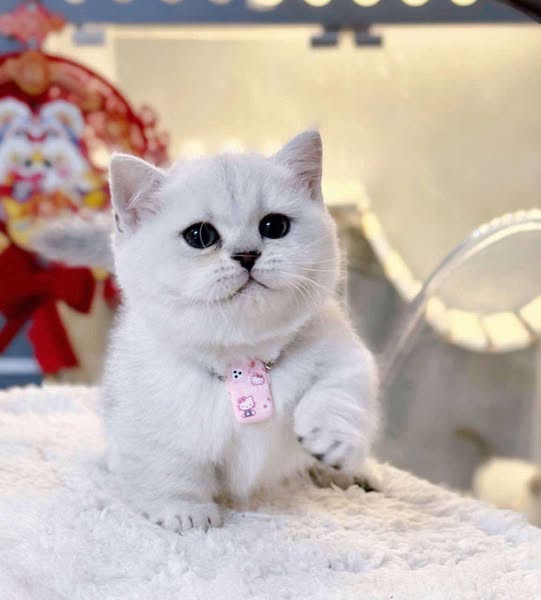 Munchkin