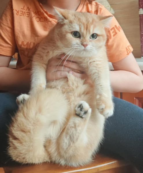 British Shorthair