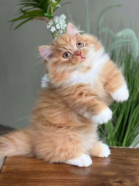 Munchkin Longhair