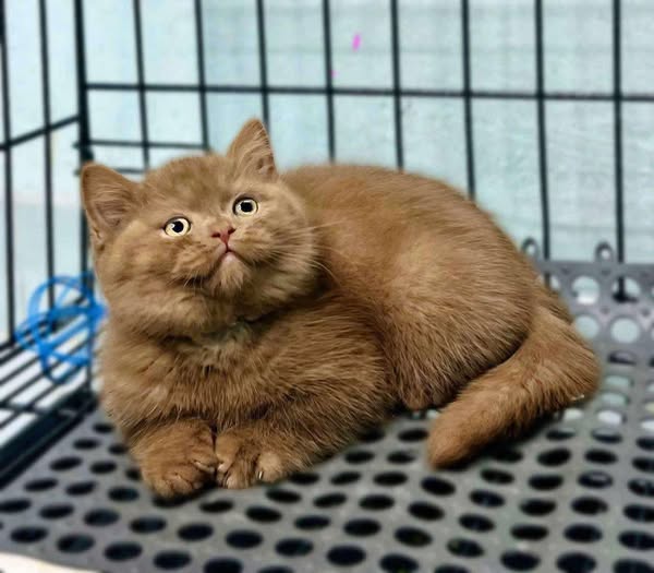 British Shorthair