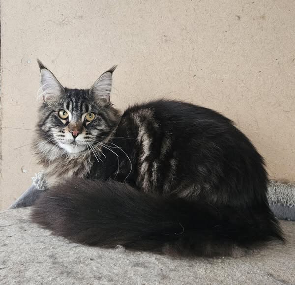 Maine Coon