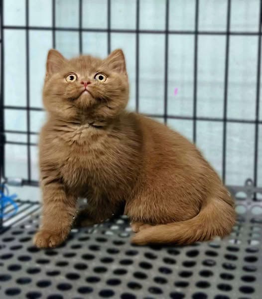 British Shorthair