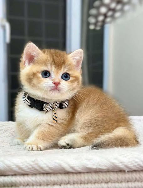 Munchkin