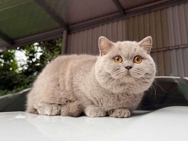 British Shorthair