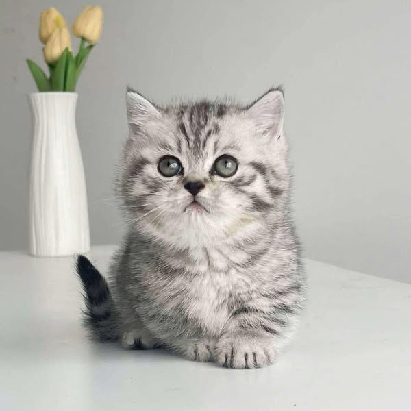 Munchkin