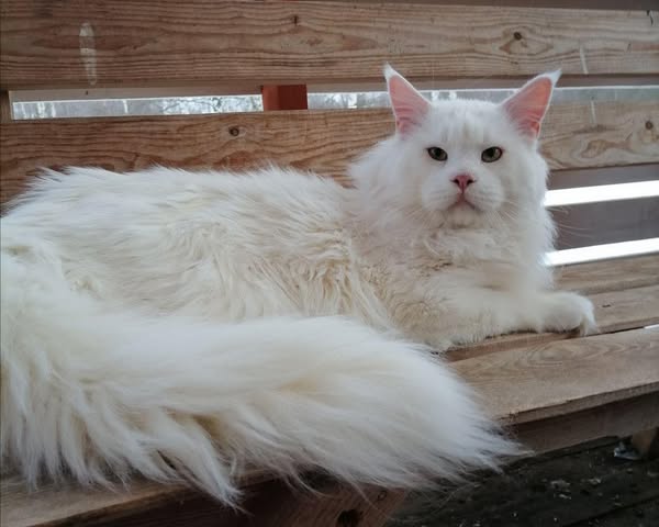 Maine Coon