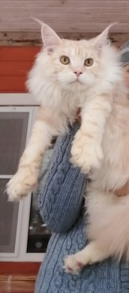 Maine Coon
