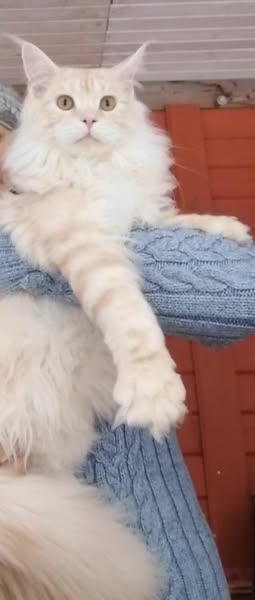Maine Coon