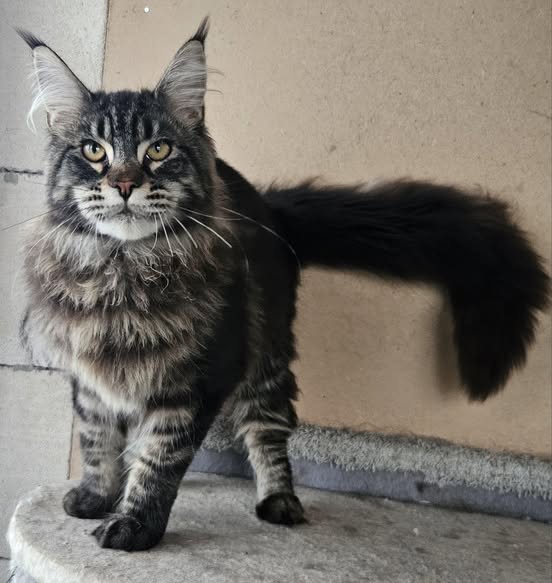 Maine Coon