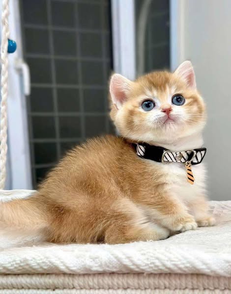 Munchkin