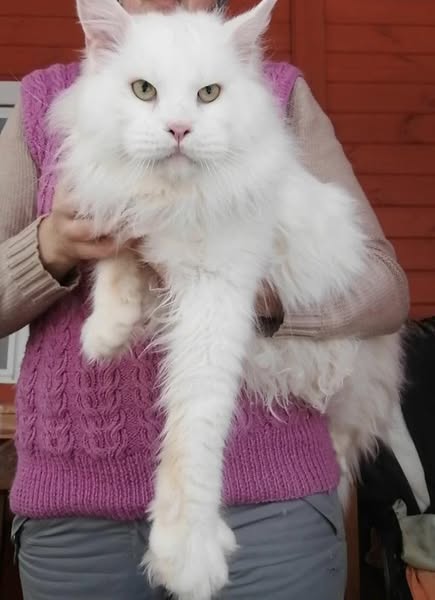 Maine Coon