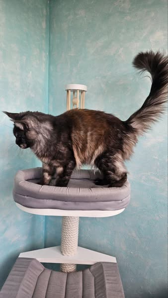 Maine Coon