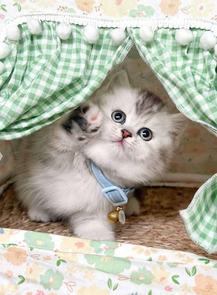 Munchkin