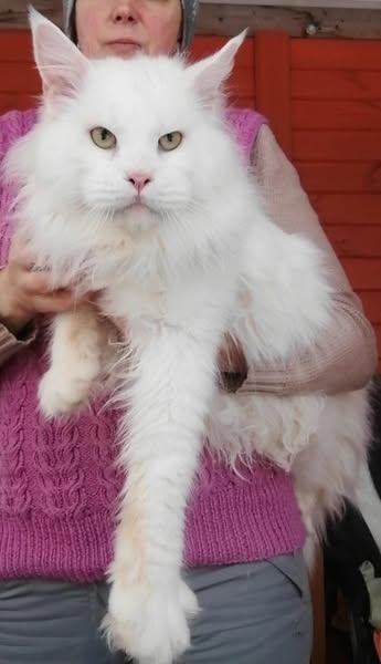 Maine Coon